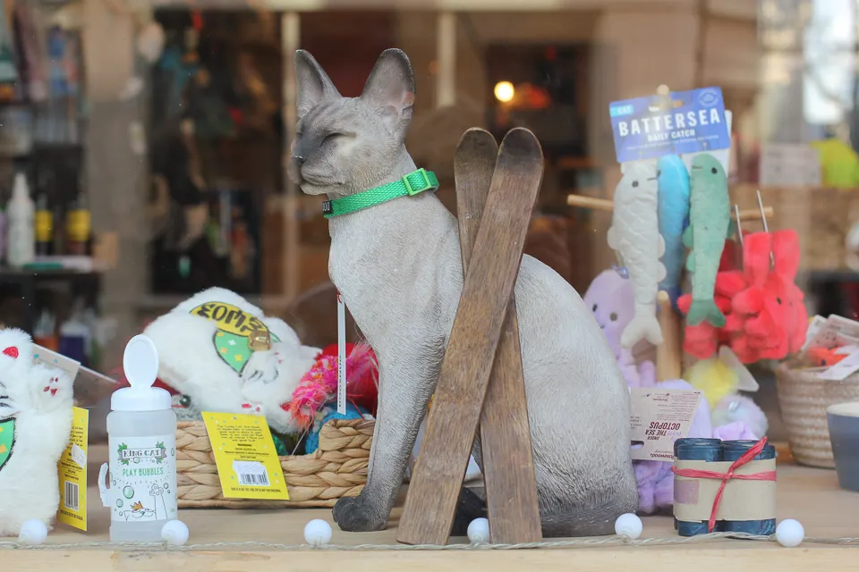 Skis for cats