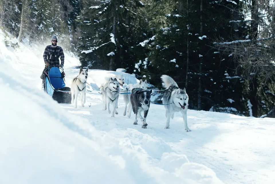 Husky sledding in Ste Foy