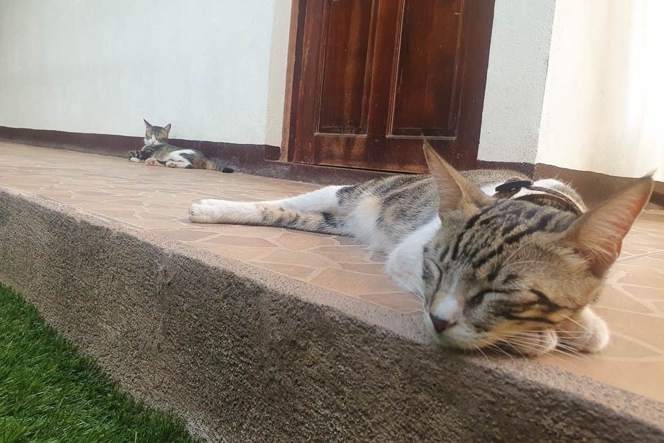 Relaxing cats